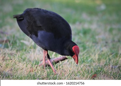 An Adult Australasian Swamphen Or Pukeko