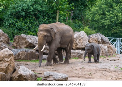 Adult and Baby Elephant Walking Together : Heartwarming scene of an adult Asian elephant and its calf walking in a natural enclosure. A symbol of family bond and wildlife conservation. - Powered by Shutterstock