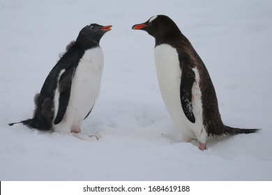 Adult And Baby Gentoo Penguin In Antarctica