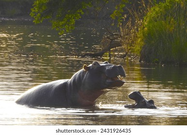 Adult and baby Hippo in Sabi Sands Game Reserve, South Africa