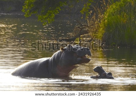 Adult and baby Hippo in Sabi Sands Game Reserve, South Africa