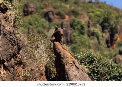 Adult Baby Of Ursus Arctos Arctos Leaning Out Of A Cliff