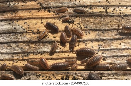 Adult and baby woodlice wood louse scattering after being disturbed pill bug sow bug walking along a grainy textured plank of wood