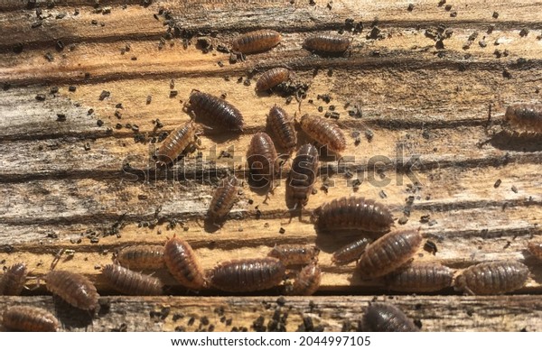 Adult and baby woodlice wood louse scattering after\
being disturbed pill bug sow bug walking along a grainy textured\
plank of wood