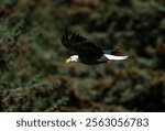 Adult bald eagle in Alaska flying against the forest backgound of green