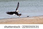 An Adult Bald Eagle Catches an American Coot at a Lake