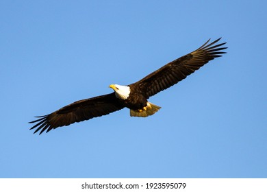 Adult Bald Eagle In Flight