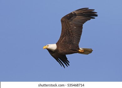 Adult Bald Eagle (Haliaeetus leucocephalus) in Flight - Gainesville, Florida