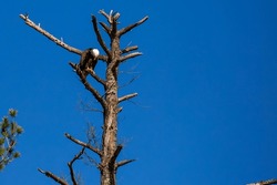 Adult Bald Eagle (Haliaeetus Leuocephalus) Perched In A Pine Tree With Head Down Looking At The Ground, Horizontal