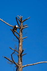Adult Bald Eagle (Haliaeetus Leuocephalus) Perched In A Pine Tree With Head Down Looking At The Ground, Vertical