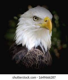 Adult Bald Eagle Looking Right Stock Photo 1649666287 | Shutterstock