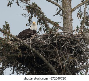 Adult Bald Eagle Nest Near Homer Stock Photo 672049720 | Shutterstock