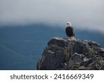 Adult Bald Eagle perches on a rock with cloud covered mountains in the background, Nuchatliz Inlet,  Nootka Island, British Columbia