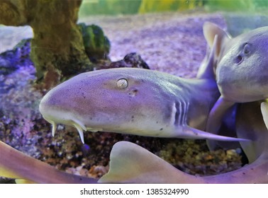 The Adult Of Bamboo Shark,brown-spotted Cat Shark (Chiloscyllium Punctatum) In Marine Aquarium. It Is In Hemiscylliidae Family. The Juveniles Have The Bands And Occasionlly Spots. 