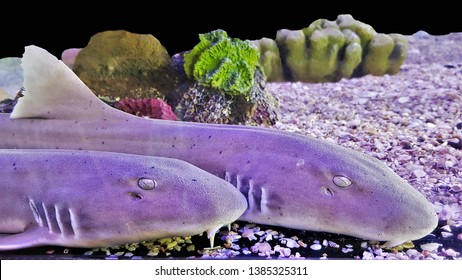 The Adult Of Bamboo Shark,brown-spotted Cat Shark (Chiloscyllium Punctatum) In Marine Aquarium. It Is In Hemiscylliidae Family. The Juveniles Have The Bands And Occasionlly Spots. 