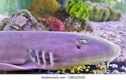 The Adult Of Bamboo Shark,brown-spotted Cat Shark (Chiloscyllium Punctatum) In Marine Aquarium. It Is In Hemiscylliidae Family. The Juveniles Have The Bands And Occasionlly Spots. 