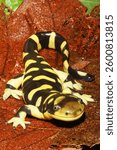 An adult Barred tiger salamander, Ambystoma mavoritum, from the southern Great Plains of North America.