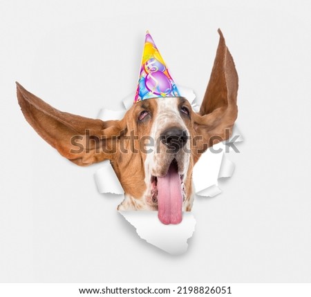 Adult Basset Hound  dog with long flapping ears wearing party cap looks through a hole in white paper