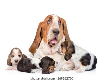 Adult basset hound dog and puppies. isolated on white background - Shutterstock ID 269182730