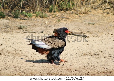 An adult Bateleur Eagle at a watering hole in Namibia, Africa.