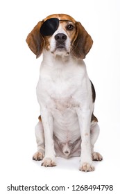 Adult beagle dog with eye patch sitting isolated on white background