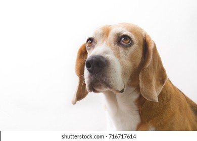 adult beagle dog isolated on white background - Shutterstock ID 716717614