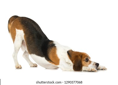 Adult Beagle Dog Makes Servant Isolated On White Background