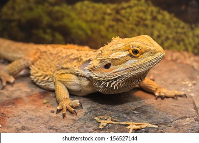 Adult bearded dragon (agama, Pogona vitticeps) lizard in terrarium 
