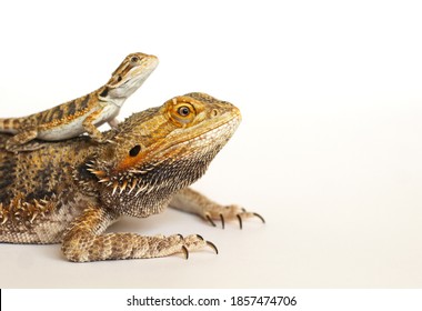 Adult Bearded Dragon Imagenes Fotos De Stock Y Vectores Shutterstock