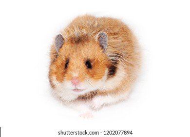 Adult Beautiful Syrian Hamster Goes Forward Stock Photo Edit Now 1774