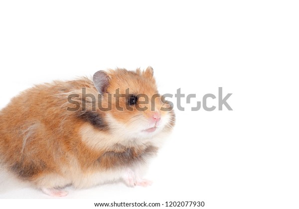 Adult Beautiful Syrian Hamster Goes Forward Stock Photo Edit Now