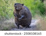 Adult beaver walking up trail on two legs showing teeth