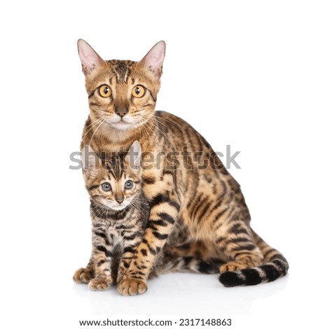 Adult bengal cat hugs tiny kitten lying together and looking at camera. isolated on white background