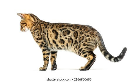 Adult Bengal Cat, Side View, Looking Backwards