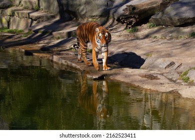 Adult Bengal Tiger Walking Beside Pool With Reflection In Water