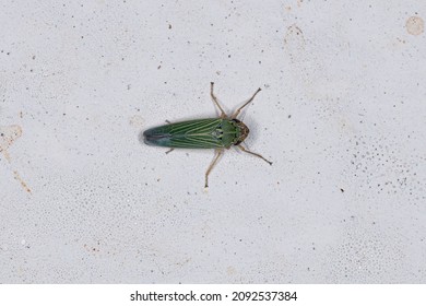 Adult Bermudagrass Leafhopper Of The Species Xyphon Reticulatum