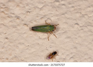 Adult Bermudagrass Leafhopper Of The Species Xyphon Reticulatum