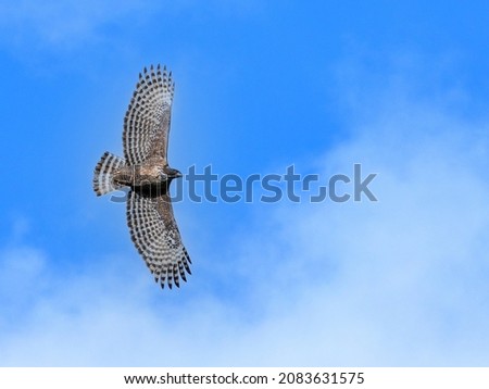 Adult bird of Mountain hawk-eagle (Kumataka) is flying calmly in the blue sky background with spreading its wings widely