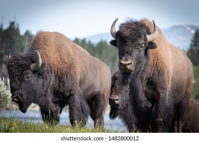 Adult Bison grazing in Wyoming