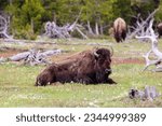 Adult Bison laying in the grass at Yellowstone National Park