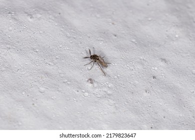 Adult Biting Midge Of The Family Ceratopogonidae