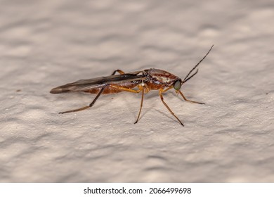 Adult Biting Midge Of The Genus Stenoxenus