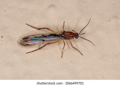 Adult Biting Midge Of The Genus Stenoxenus