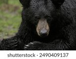 Adult Black bear resting in the open meadow in the middle of a woodland. Ursus americanus, Minnesota, Agnieszka Bacal.