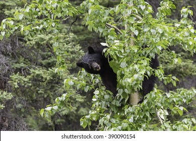 Adult Black Bear in Tree