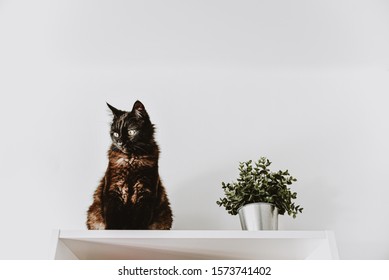 An Adult Black Cat Sits On Top Of A White Closet. Green Artificial Flower In A Bucket