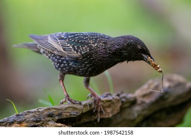 Adult black Starling (Sturnus vulgaris) with food in his beak with a green background