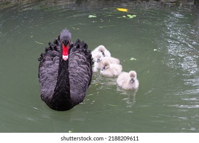 Adult black swans with chicks on the lake on a sunny spring day