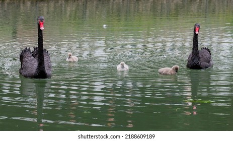 Adult black swans with chicks on the lake on a sunny spring day
