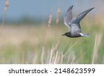 Adult Black tern (Chlidonias niger) flying over river bed in search for food with wide spreaded wings 